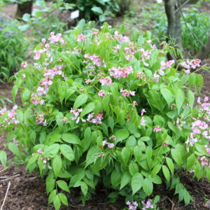 Lathyrus vernus f. alboroseus - Vorertur, bleikar