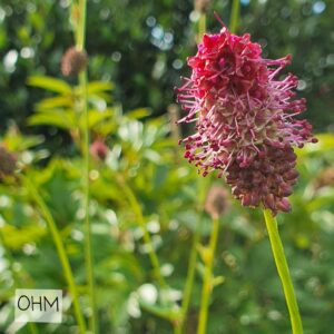Sanguisorba officinalis - Blóðkollur