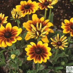 Rudbeckia hirta - Stráhattur