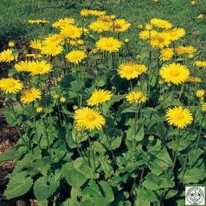 Doronicum orientale 'Magnificum' - Hjartarfífill 'Magnificum'