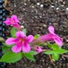 Mimulus lewisii/Erythranthe lewisii - Rósatrúður - Bleikt/rautt apablóm