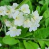 Primula alpicola var. alba - Fellalykill hvítur
