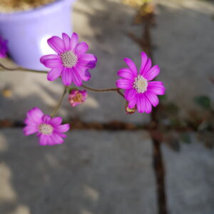 Senecio polyodon flowering