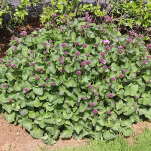 Adenostyles alpina - Alpasveipur