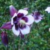 Aquilegia vulgaris 'William Guiness'/'Magpie' - Skógarvatnsberi 'William Guiness'/´Magpie'