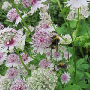 Astrantia major - Sveipstjarna, ljósbleik