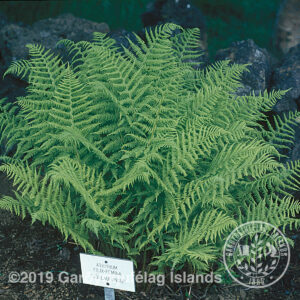 Athyrium filix-femina* - Fjöllaufungur*
