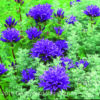 Campanula glomerata - Höfuðklukka - Image 2