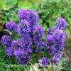 Campanula glomerata - Höfuðklukka