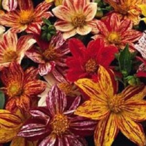 Dahlia 'Fireworks mix'