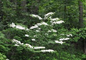 Viburnum alnifolium/lantanoides - Elgsrunni