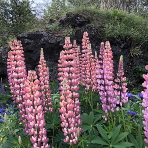 Lupinus polyphyllus - Fjölblaðalúpína Sauðholt