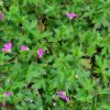 Geranium palustre - Mýrablágresi