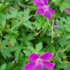 Geranium palustre - Mýrablágresi - Image 2