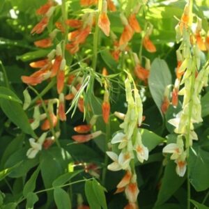 Lathyrus gmelinii - Gullertur