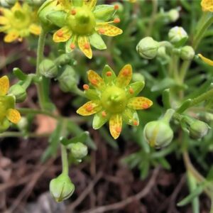 Saxifraga aizoides* - Gullsteinbrjótur*