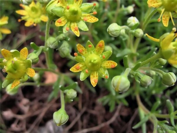 Saxifraga aizoides* - Gullsteinbrjótur*
