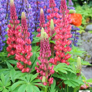 Lupinus polyphyllus - Garðalúpína, rauð