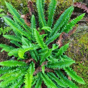 Polysticum lonchitis - Skjaldburkni