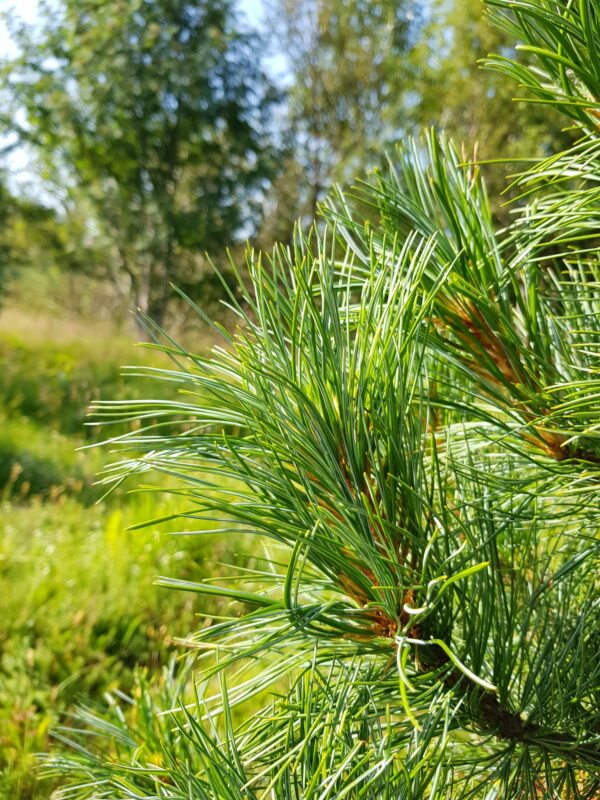 Pinus cembra - Lindifura (Tirol)