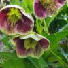 Helleborus Orientalis Hybr. Mixture - Fösturós - Image 2