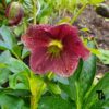 Helleborus Orientalis Hybr. Mixture - Fösturós