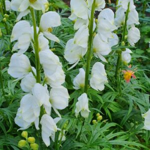 Aconitum napellus ssp. vulgare 'Albidum' - Venusvagn