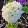 Primula denticulata var. alba - Kúlulykill