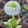 Primula denticulata var. alba - Kúlulykill - Image 2