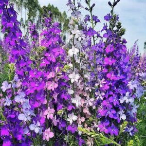 Delphinium consolida - Keisaraspori 'Limelight Carmine'