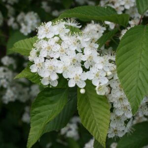 Sorbus alnifolia - Ölnureynir