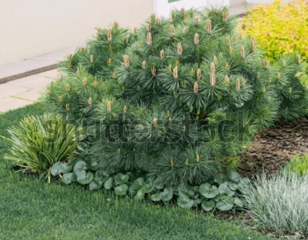 Pinus densata - Fura (án ísl nafns)