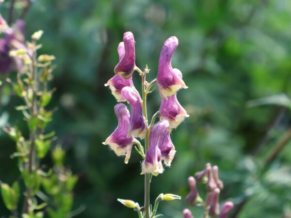 aconitum purple sparrow - Bláhjálmur/venusarvagn ´purple sparrow´