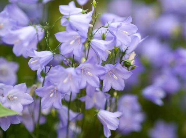 Campanula rotundifolia -bláklukka þýsk