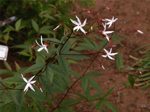 Gillenia trifoliata - Indiánasnót