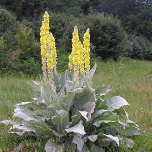 Verbascum longifolium - Kóngaljós - Kóngakyndill