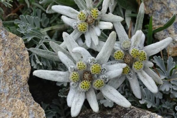 Leontopodium edelweiss - Alpafífill