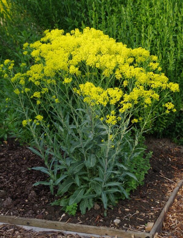 Isatis tinctoria - Litunarjurt - Woad