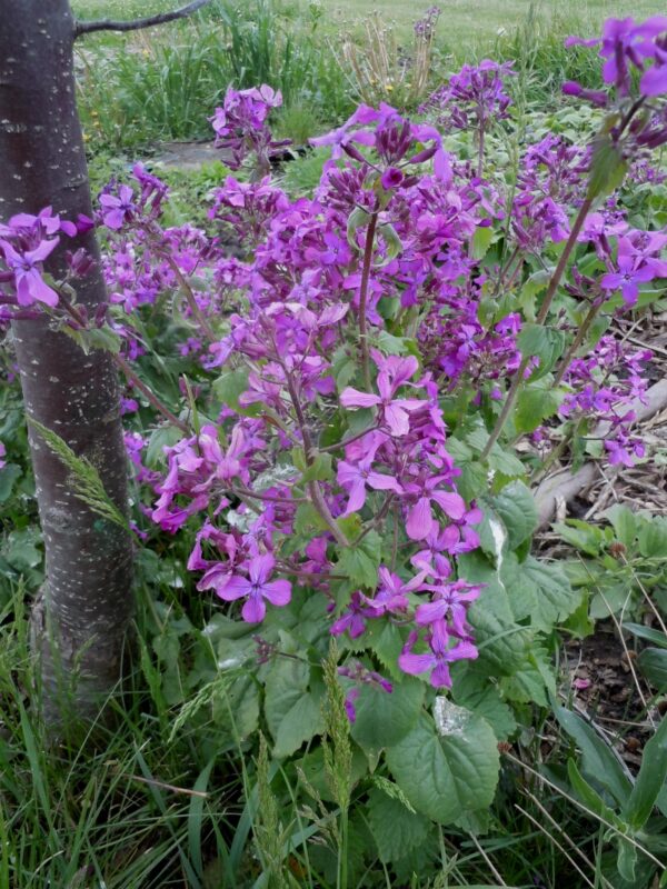 Lunaria annua - Mánasjóður