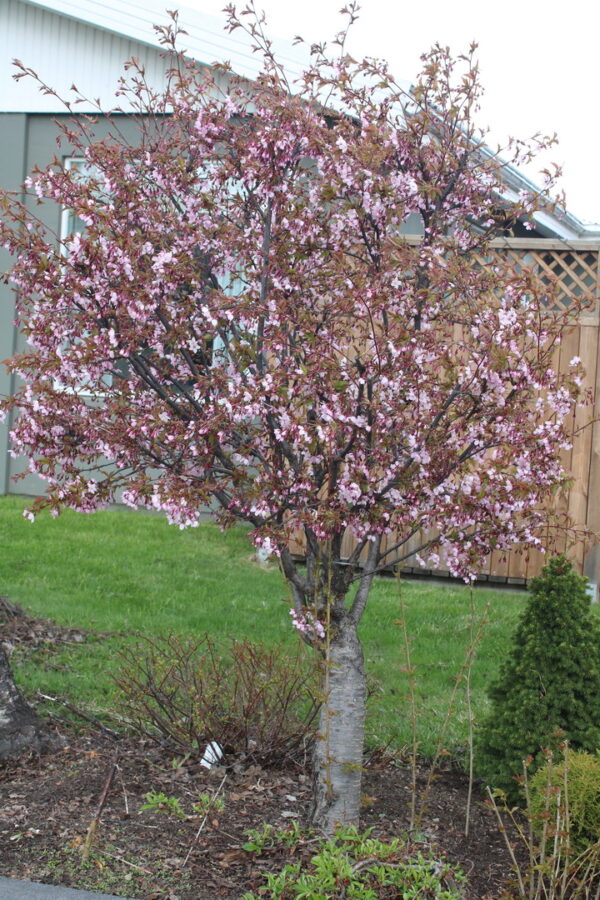 Prunus nipponica var. Kurilensis - Rósakirsi