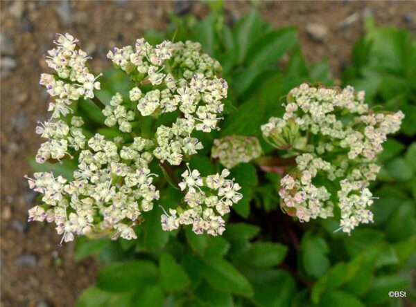 Ligusticum scoticum - Sæhvönn