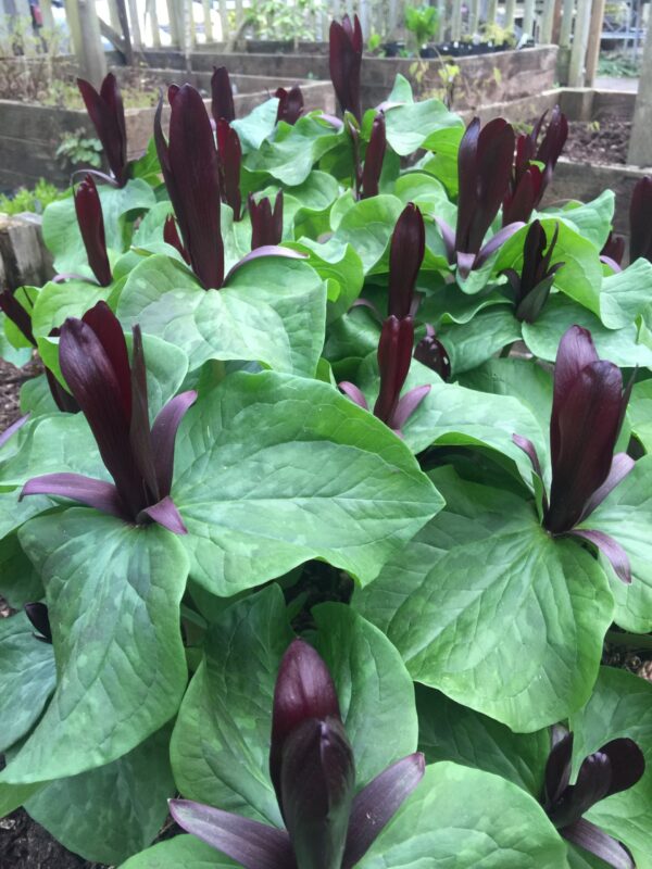 Trillium chloropetalum - án ísl. heitis