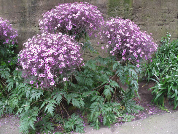 Geranium maderense - Blágresi maderense