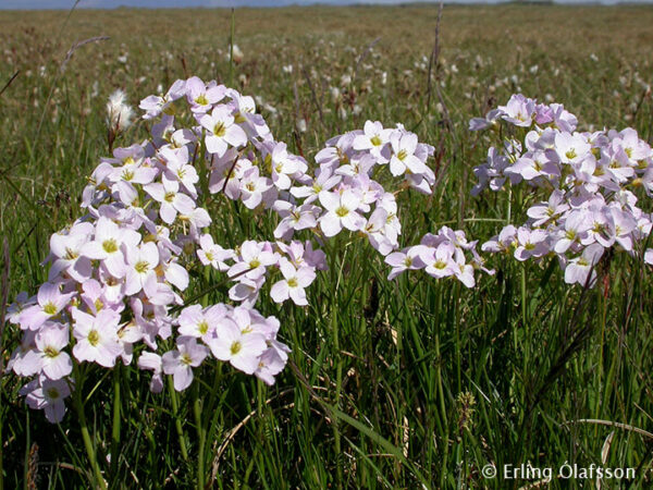 Cardamine pratensis - Hrafnaklukka