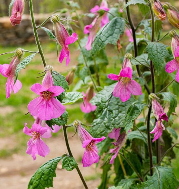 Rehmanniana angulata 'Rosy purple'