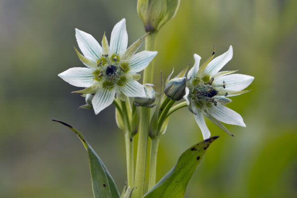 Grávendill - Swertia speciosa