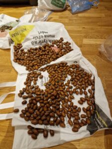 Áskotnaðist þér akarn?