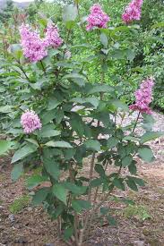 Syringa x prestoniae - Fagursýrena
