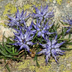 phytuma serratum - Bláklukkustrokkur