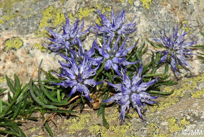 phytuma serratum - Bláklukkustrokkur